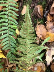 Polystichum × potteri