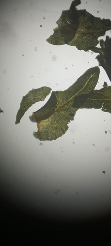 Anomodontopsis rugelii observed 2025-08-03