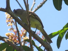 Myiopagis viridicata