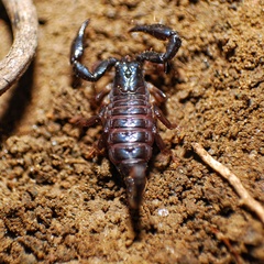 Chactas vanbenedenii