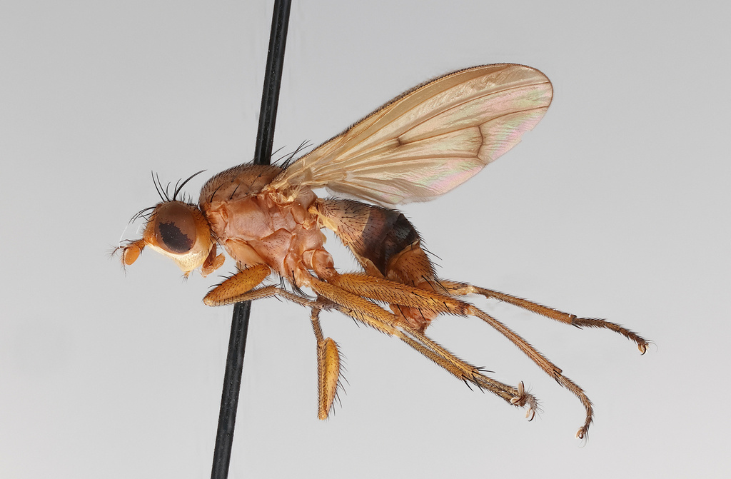 Tetanocera freyi