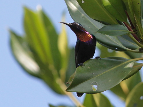 Copper-throated Sunbird (Leptocoma calcostetha), photo 9