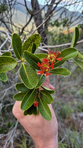 Xanthostemon ruber observed 2025-08-04