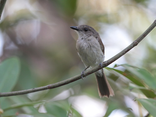Mangrove Whistler (Pachycephala cinerea), photo 4