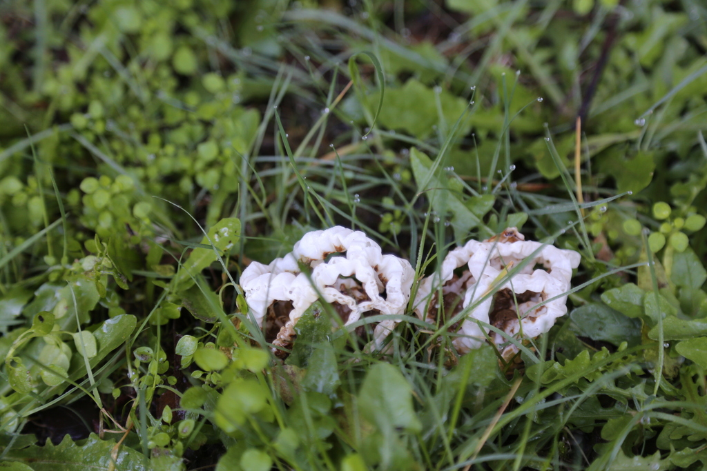 Ileodictyon cibarium · August 2025 · photo: © outinthefield (iNaturalist, cc-by)
