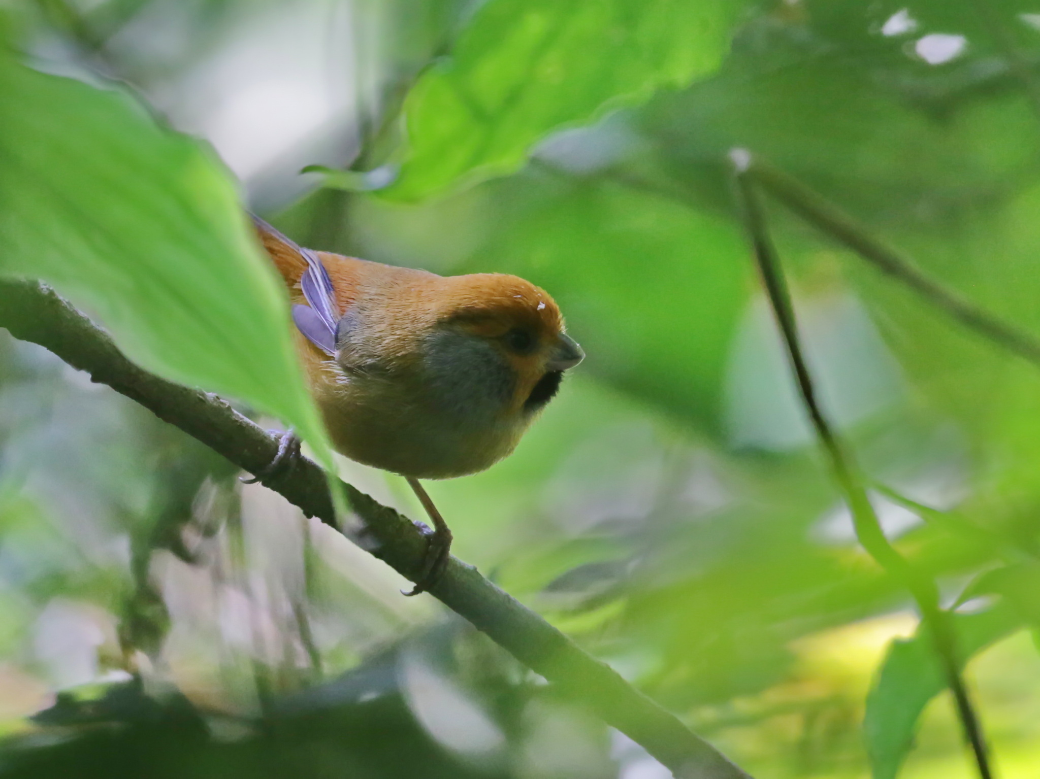 Black-throated Parrotbill (Suthora nipalensis), photo 3