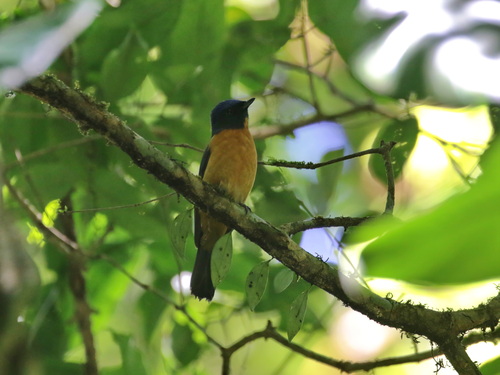 Chinese Vivid Niltava (Niltava oatesi), photo 4