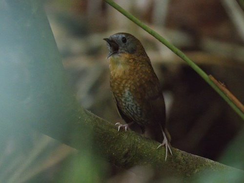 Ratina Ventrigrís (Spelaeornis reptatus)