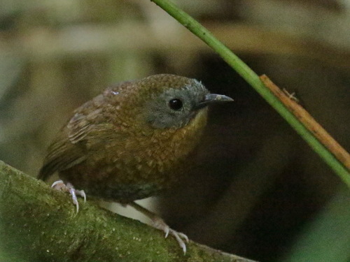 Grey-bellied Wren-Babbler (Spelaeornis reptatus), photo 2