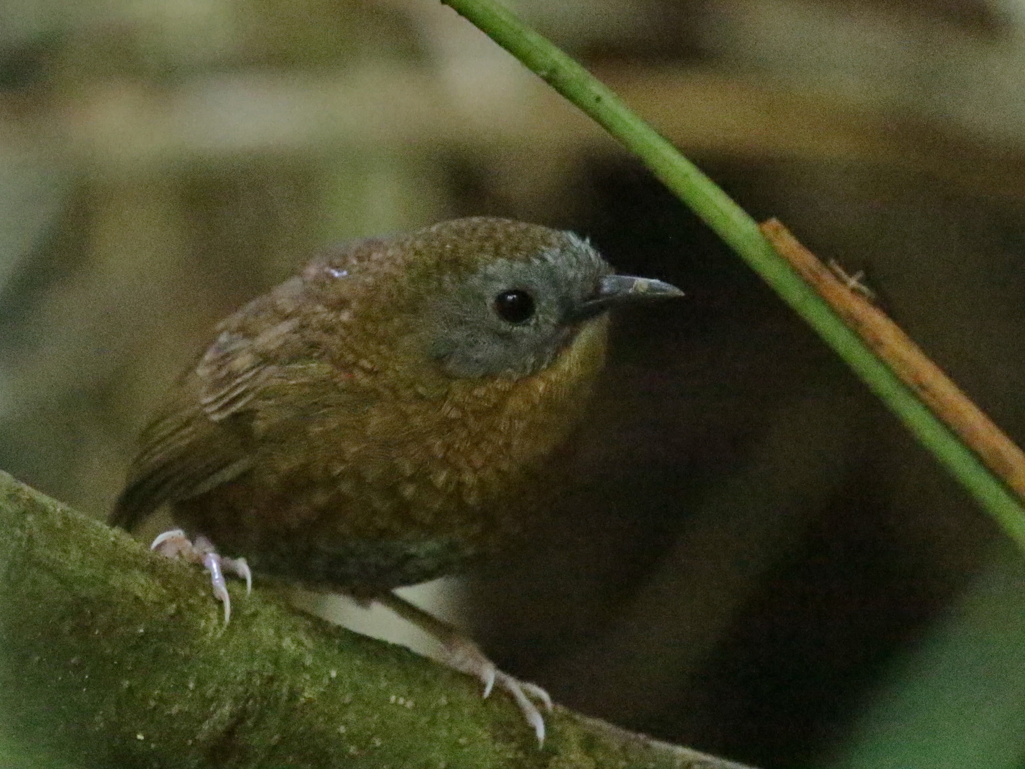Grey-bellied Wren-Babbler