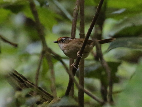 Rusty-capped Fulvetta (Schoeniparus dubius), photo 8