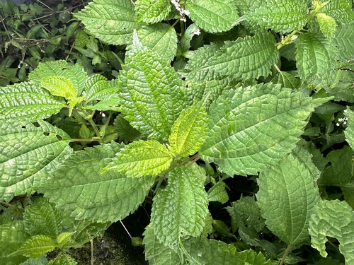 Pilea notata iNat (1)