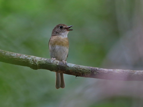 Fulvous-chested Jungle Flycatcher (Cyornis olivaceus), photo 4