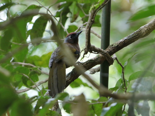 Malayan Laughingthrush (Trochalopteron peninsulae), photo 10