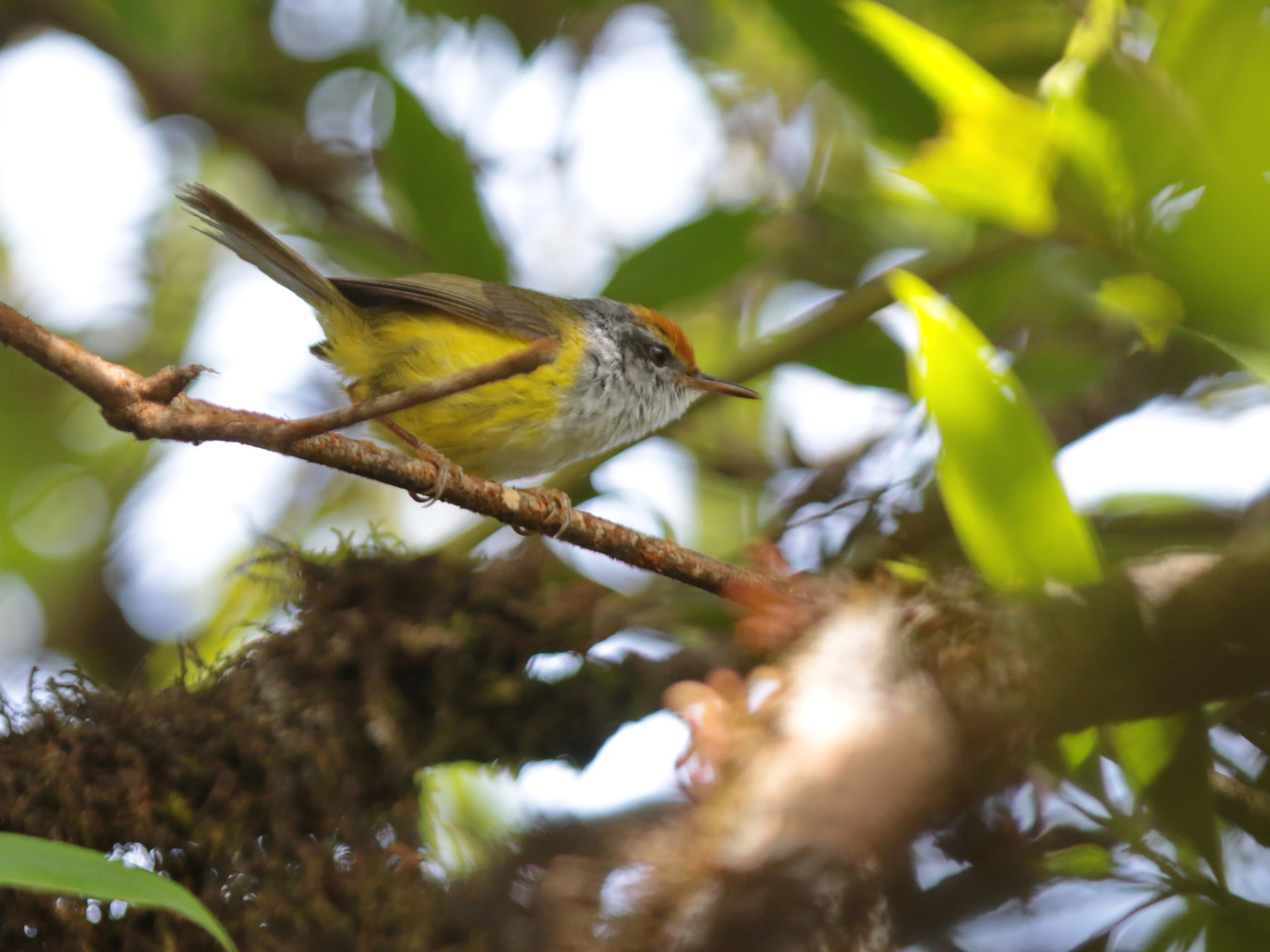 Mountain Tailorbird