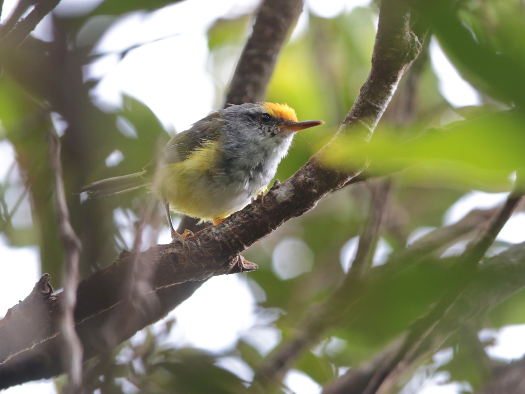 Mountain Tailorbird