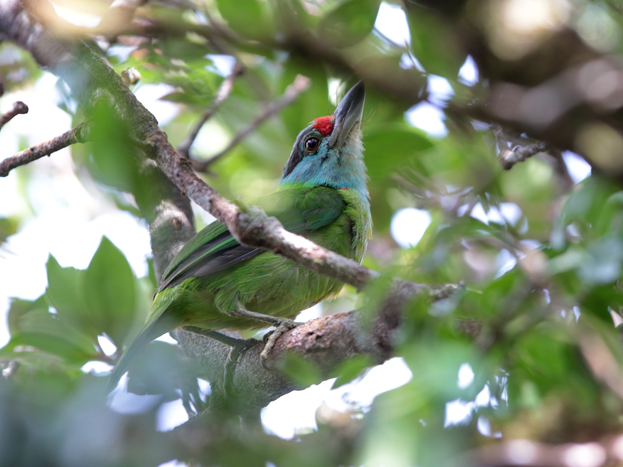 Turquoise-throated Barbet (Psilopogon chersonesus), photo 2