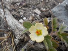 Kallstroemia rosei
