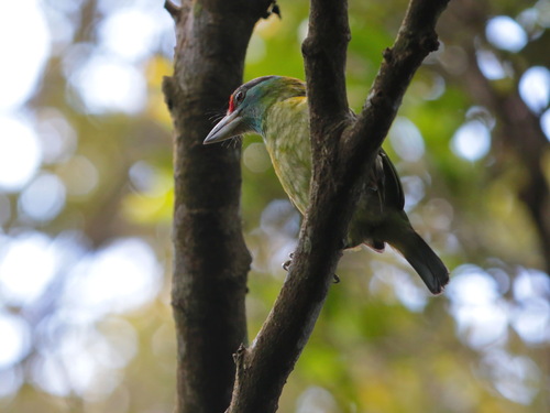 Turquoise-throated Barbet (Psilopogon chersonesus)