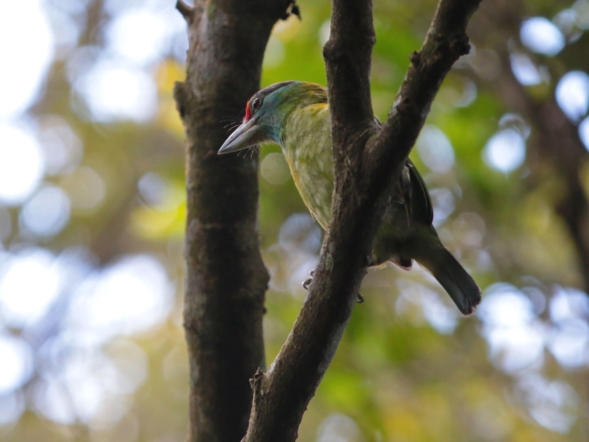 Turquoise-throated Barbet (Psilopogon chersonesus), photo 1