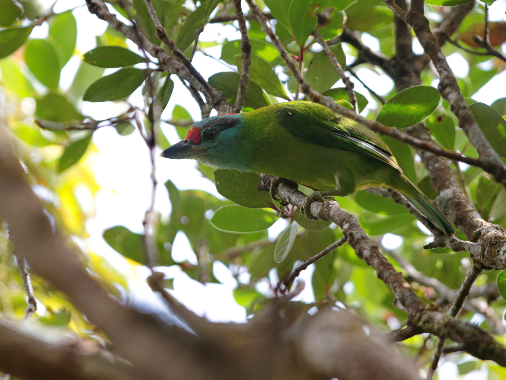 Turquoise-throated Barbet (Psilopogon chersonesus), photo 3