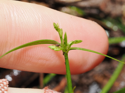 Cyperus eglobosus