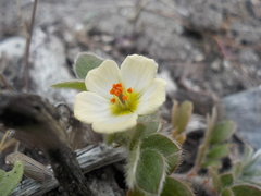 Kallstroemia rosei