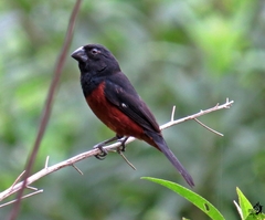 Sporophila angolensis