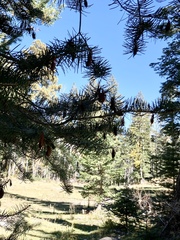 Sirococcus conigenus