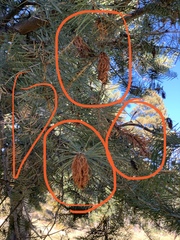 Sirococcus conigenus