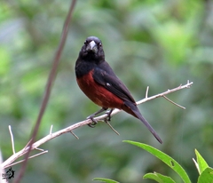 Sporophila angolensis