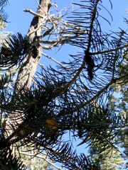 Sirococcus conigenus