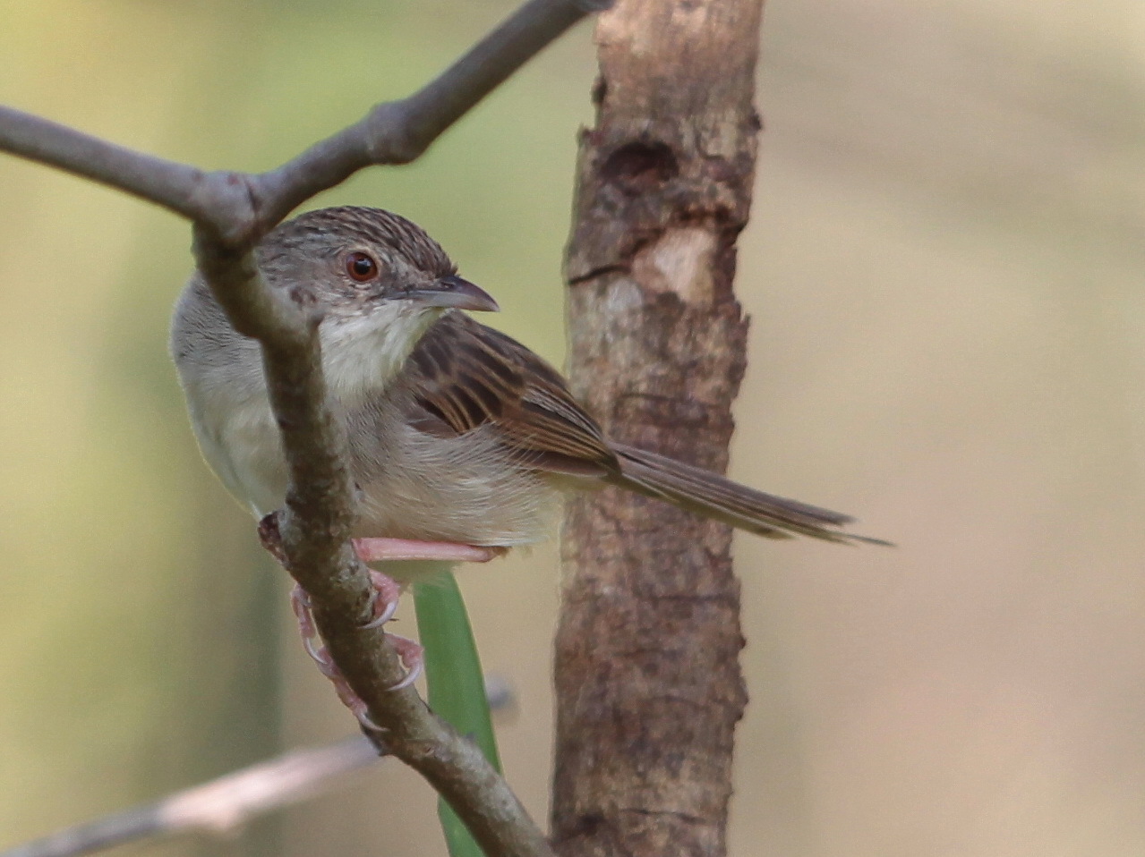 Brown Prinia