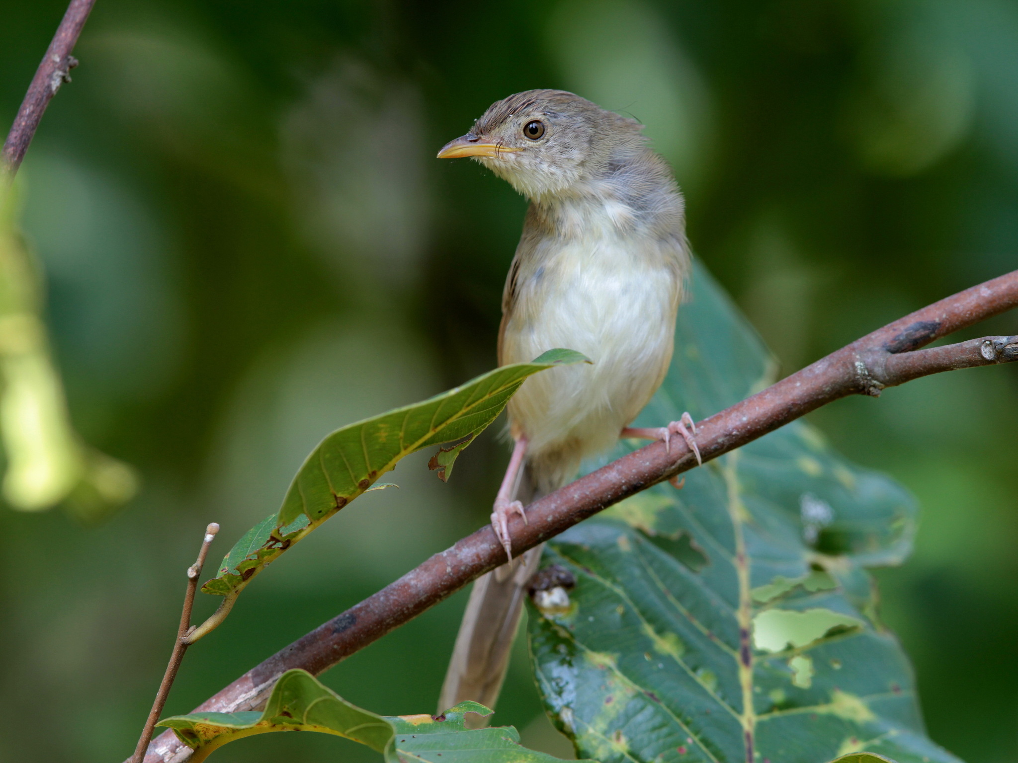 Brown Prinia