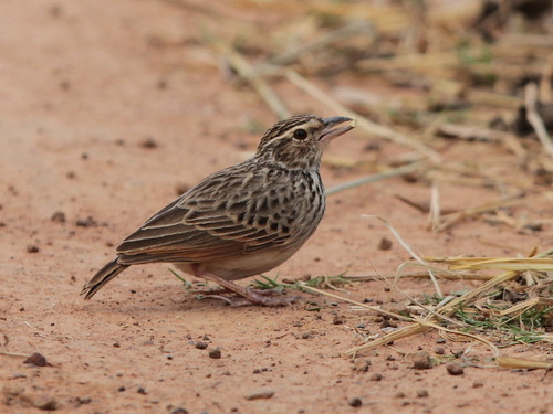 Indochinese Bush Lark (Plocealauda erythrocephala), photo 5
