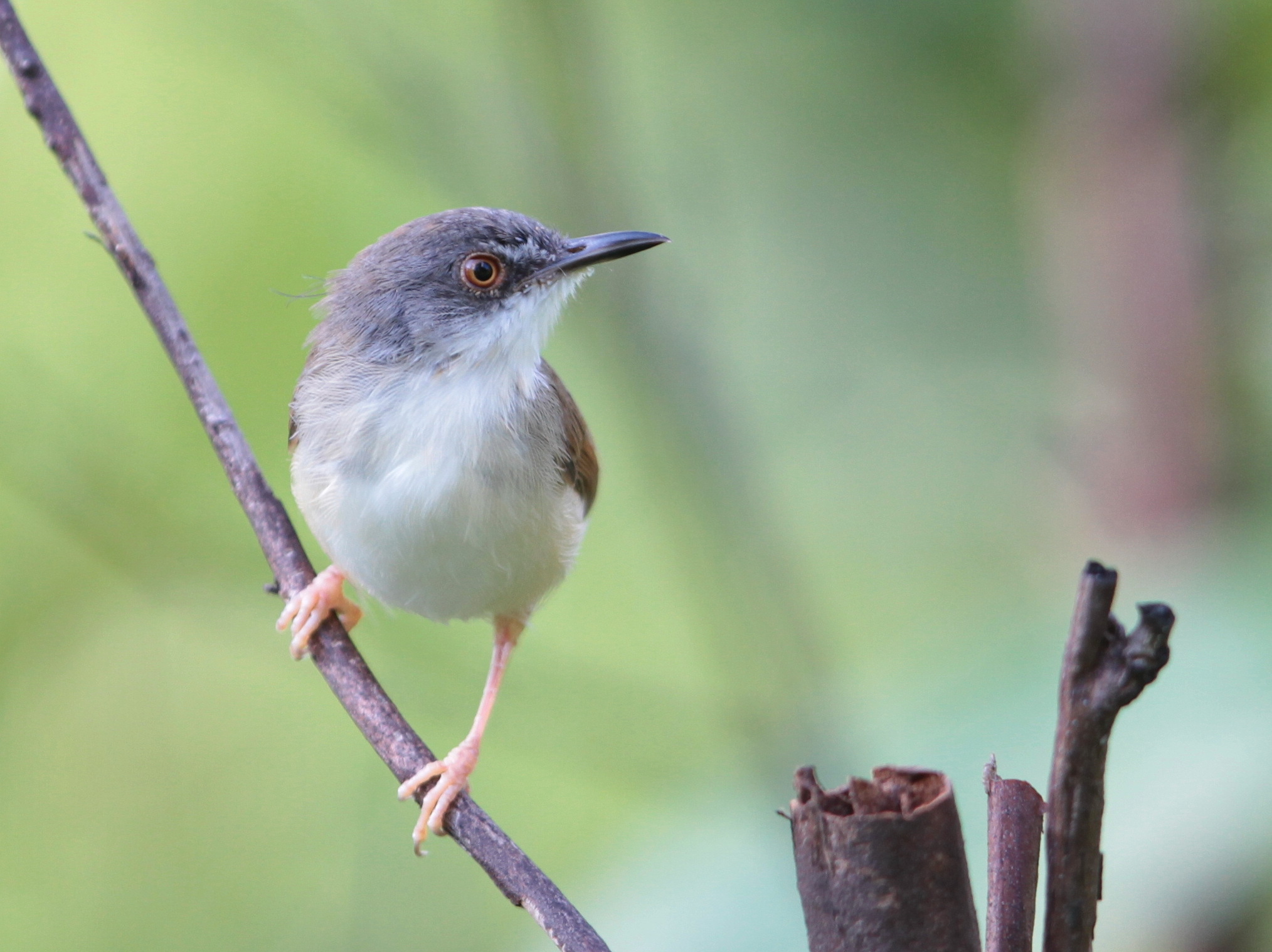 Rufescent Prinia (Prinia rufescens)