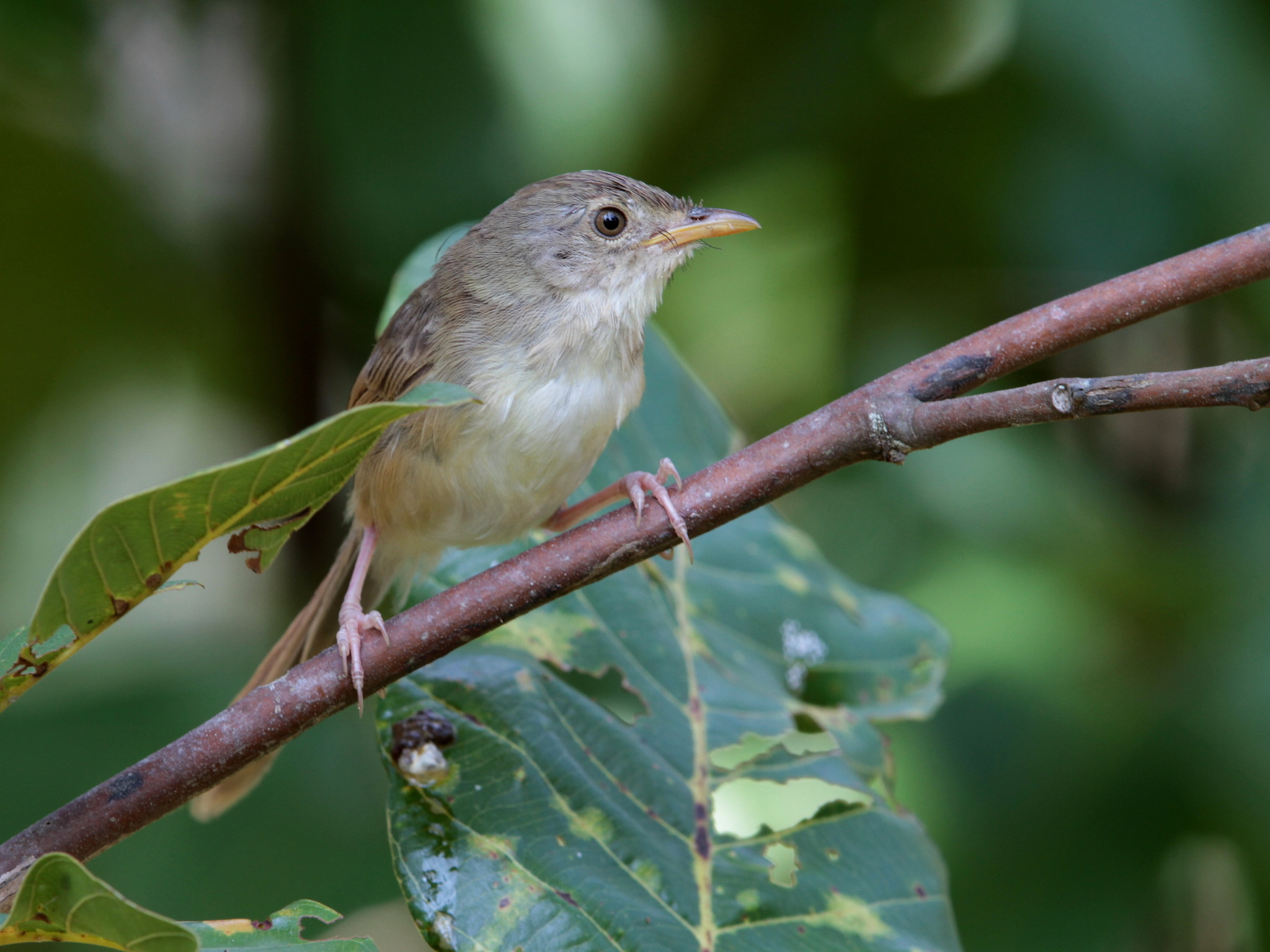 Brown Prinia