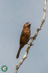 Sporophila angolensis