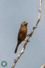 Sporophila angolensis