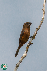 Sporophila angolensis