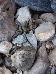 Marmota flaviventris
