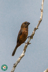 Sporophila angolensis