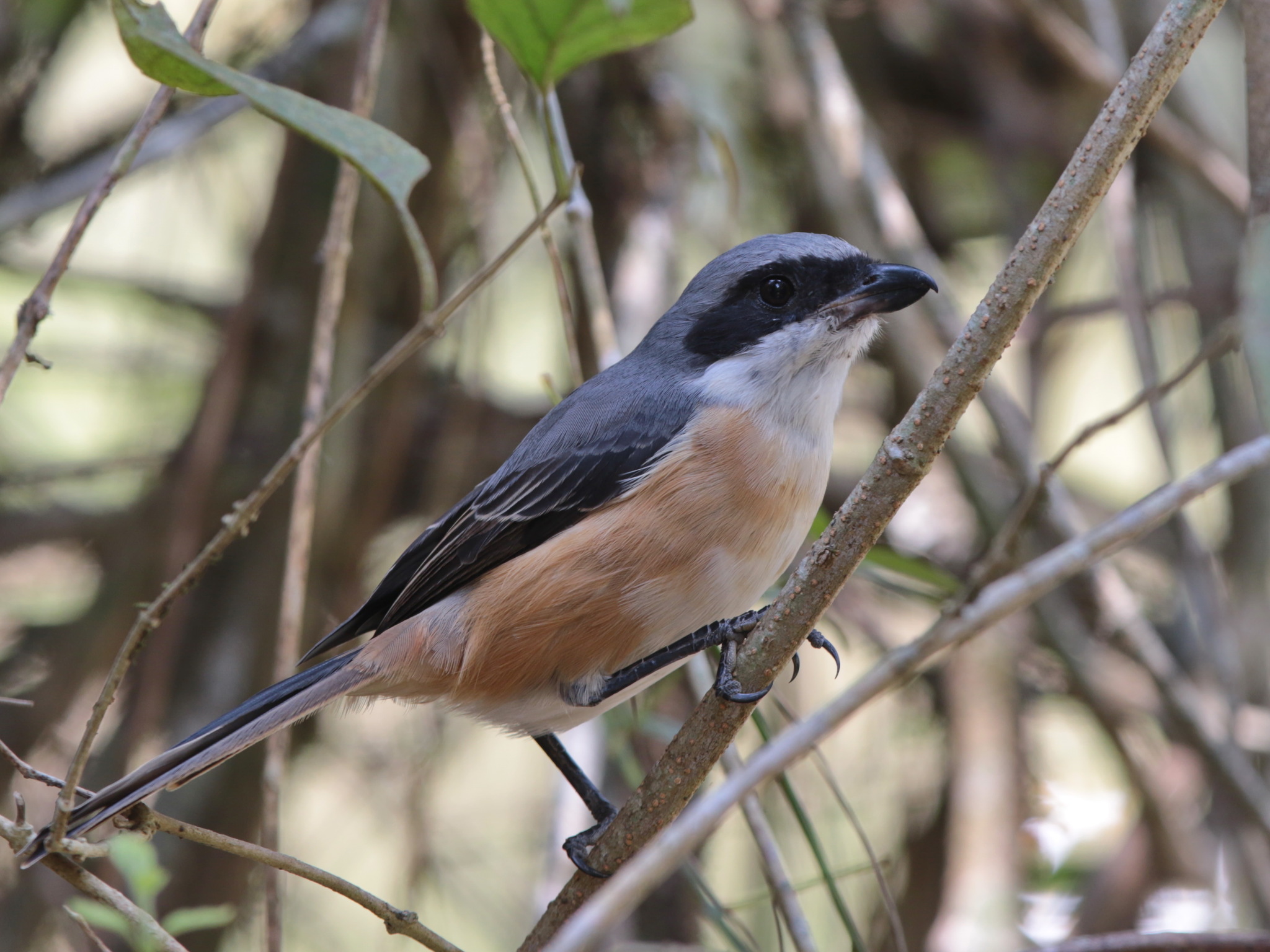 Grey-backed Shrike