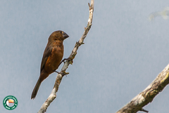 Sporophila angolensis