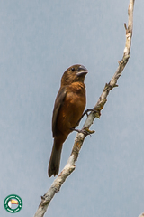 Sporophila angolensis