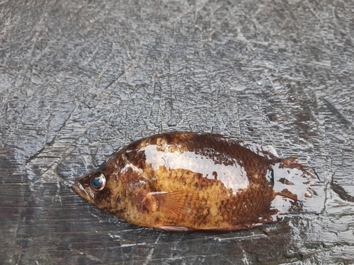 African leaffish (Polycentropsis abbreviata) — Nandidae — 2