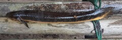 West African Bichir photo 3