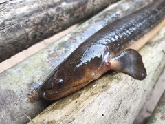 West African Bichir photo 1