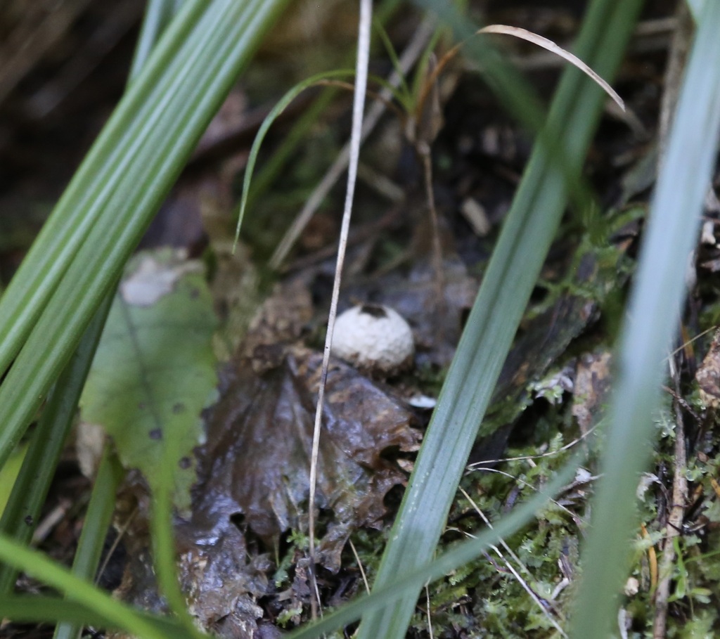 Lycoperdon compactum · August 2025 · photo: © outinthefield (iNaturalist, cc-by)