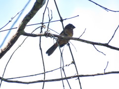 Sporophila angolensis